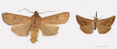 Příklady vyhynulých druhů z Havajských ostrovů. Měřítko 1 cm. Zleva: osenice Agrotis crinigera, Kaimuki, Oahu, a zobonosec Hypena plagiota, Kalili, Oahu. Foto ze sbírek  University of Hawai’i Insect Museum. 