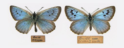 Anglický poddruh modráska černo­skvrnného (Phengaris arion eutyphron) z Bude, Cornwall. Samec (opět vlevo) a samice. Foto J. Mitchell
