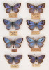 Vyhynulý anglický poddruh modráska černoskvrnného (Phengaris arion eutyphron), samci (levý sloupec) a samice (pravý sloupec). Foto J. Mitchell, Eastleigh