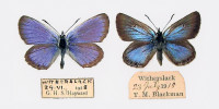 Vyhynulý endemický poddruh modráska černolemého – Plebejus argus masseyi z typové lokality  Witherslack, vlevo samec, vpravo samice. Foto J. Mitchell