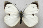 Samec endemického běláska Madeiry Pieris wollastoni, který pravděpodobně již vyhynul. Lokalitní štítek uvádí: „Portugal, Madeira, Ribeira Brava, 10. Mai 1976, e.l. Meyer-Westfeld“. Exemplář je uložen v Naturhistorisches Museum Bern, foto Heiner Ziegler