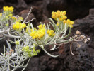 Halofytní rostlina Schizogyne sericea (Tenerife, Malpaís de Güimar, 1. dubna 2006). Foto L. Hoskovec
