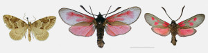 Další příklady vyhynulých  endemických poddruhů z Britských  ostrovů. Měřítko ukazuje 1 cm.  Zleva píďalka Thera juniperata orcadensis, Hoy, Orkneje, vřetenuška mateřídoušková (Zygaena purpuralis segontii) z poloostrova Lleyn, Carnarvon­shire, a jihoanglická vřetenuška  komonicová (Z. viciae ytenensis),  New Forest. Snímky poskytnuty ze sbírek Natural History Museum, Londýn