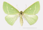 Další příklad vyhynulých  endemických poddruhů z Britských  ostrovů. Měřítko ukazuje 1 cm. Zelenopláštník Thetidia smaragdaria maritima, Benfleet, Essex. Snímek poskytnut ze sbírek Natural History Museum, Londýn