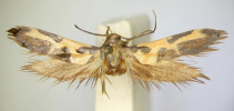 Jeden ze tří dochovalých exemplářů z původního sběru slavného “Manchester moth” (Euclemensia woodiella) z čeledi zdobníčkovití (Cosmopterigidae), který dosahoval v rozpětí křídel kolem 17 mm. Tento exemplář a současně syntyp je uložen ve sbírkách Natural History Museum v Londýně, snímek poskytnut The Trustees of the Natural History Museum, London