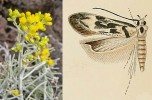 Halofytní rostlina Schizogyne  sericea a hálkotvorná makadlovka  Stomopteryx schizogynae z Tenerife.  Foto L. Hoskovec, ilustrace makadlovky z původního popisu v Proceedings of the Zoological Society of London (1907)