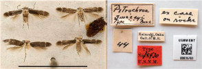 Typové exempláře druhu Hyposmocoma swezeyi, který byl původně popsán v novém rodě Petrochroa. Exempláře jsou doplněny opuštěným vakem, který vytvářejí housenky těchto motýlů. Měřítko nalevo 1 cm. Fotografie ze sbírek National Museum of Natural History, Washington, D.C.