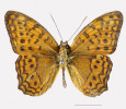 Vyhynulý seychelský motýl Phalanta philiberti (samec). Měřítko 1 cm.  Foto ze sbírek Museum of Comparative Zoology, Harvard University