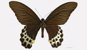 Jávský otakárek Papilio lampsacus. Měřítko 1 cm. Foto ze sbírek Museum  of Comparative Zoology, Harvard  University