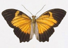 Nezvěstný motýl Vagrans egistina z Mariánských ostrovů. Vyobrazení z knihy Voyage autour du monde...,  3. část (1824)