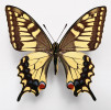 Vyhynulý tchajwanský poddruh otakárka fenyklového (Papilio machaon sylvina), samice. Rozpětím křídel se tento poddruh nevymyká širokému rozpětí, které charakterizuje evropské otakárky fenyklové (7–9 cm), ale od našich motýlů se liší kresbou a delšími ostruhami. Endemický poddruh Tchaj-wanu původně popsali japonští entomologové Teiso Esaki a Tadao Kano v r. 1930, avšak platné jméno sylvina pochází od Francise  Hemminga z r. 1933. Foto R. Zubček