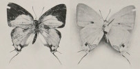 Fotografická dokumentace endemického poddruhu Iolaus bellina maris z ostrova Svatého Tomáše, kterou publikoval Norman Denbigh Riley v rámci původního popisu tohoto taxonu v Novitates Zoologicae.