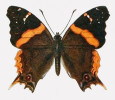 Vyhynulá babočka Antanartia borbonica mauritiana.  Ilustrace typového exempláře  z práce Nevila Manderse The butterflies of Mauritius and Bourbon publikované  v Transactions of the Entomological Society of London (1908, imprint 1907)