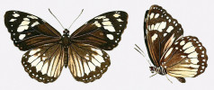 Záhadný motýl Euploea rogeri popsaný ze Seychelských ostrovů Carlem  Geyerem jako Crastia rogeri. Vyobrazení z knihy Jacoba Hübnera Zuträge zur Sammlung exotischer Schmetterlinge... vydávané po částech v letech 1818–37.