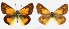Žluťásek Colias ponteni, jeden z nejžádanějších motýlů světa, se zároveň stal druhem opředeným mnoha spekulacemi. Vlevo samec, vpravo samice, oba se štítkem Sandwitsch Inseln – Havajské  ostrovy původně označil James Cook jako Sandwichovy ostrovy. Měřítko 1 cm. Exempláře ze sbírky Henryho J. Elwese uložené v Natural History Museum v Londýně, které snímky také poskytlo.