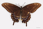 Jeden ze dvou otakárků Papilio polyxenes ve sbírce Williama Huntera,  kteří jsou domnělým typovým materiálem. Foto G. Lamas, ze sbírek muzea  The Hunterian, University of Glasgow