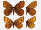 Vyhynulý nominotypický poddruh okáče horského (Erebia epiphron epi­phron). Nahoře samec, dole samice. Oberharz, Bruchberg 920 m n. m.,  10. července 1921 a Oberharz (bez data).  Foto M. Wölfling, z vlastní sbírky