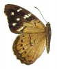 Endemit Kuby Eunica heraclitus, o němž řada autorů předpokládá, že je dnes již vyhynulý. Průměrné rozpětí křídel 25 mm u samců a 28 mm u samic. Vyobrazení z pátého svazku Die Gross-Schmetterlinge der Erde vydávaného po částech v letech 1907–1924