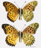 Australský perleťovec Argynnis hyperbius inconstans. Nahoře samec, Woondum, 6,25 km na jih od Gympie,  z housenky nalezené 9. ledna 1977; dole samice, Yandina, západně od Coolum Beach, z chovu od samice ulovené  17. března 1985. Foto T. A. Lambkin