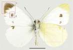 Určovací znaky běláska jižního (Pieris mannii) demonstrované na samci druhé generace poddruhu P. m. reskovitsi. Měřítko 1 cm. Foto J. Šumpich, ze sbírky J. Marka v Národním muzeu v Praze. 1 – Apikální skvrna na předním křídle je velká a je posteriorně protažená podél vnějšího okraje křídla na úroveň černé diskoidální skvrny, resp. přesahuje žilku M3 a často sahá k žilce C1 (notace dle Comstockova-Needhamova systému, M = media, C = cubitus). U běláska řepového (P. rapae) je apikální skvrna menší a končí nad diskoidální skvrnou, resp. sahá k žilce M2 (vzácně k M3). 2 – Černá diskoidální skvrna je na vnější straně spíše konkávní, případně pravoúhlá. Tato skvrna bývá spojena s vnějším okrajem křídla prostřednictvím černého poprašku na přilehlých žilkách M3 a C1 (v některých populacích není poprašek patrný a nemusí být patrný ani u motýlů první generace). U běláska řepového je tato skvrna okrouhlá a přilehlé žilky nejsou černě poprášeny. 3 – Řídký černý poprašek na rubu zadního křídla je spíše rovnoměrně rozložený, resp. plynule ubývá směrem k vnějšímu okraji. U běláska řepového dochází k patrnému poklesu intenzity černého poprašku za diskoidálním polem směrem k vnějšímu okraji křídla.