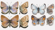 Motýli ze Severní Ameriky, nahoře vždy samec a dole samice, lokalitní data uvedena také v tomto pořadí. Vlevo  sanfranciský modrásek nejasného taxonomického postavení Glaucopsyche  xerces, nebo G. lygdamus xerces, Lake Merced, 20. března a 13. března 1931; vpravo modrásek Philotes sonorensis extinctis, Azusa Wash, Los Angeles,  25. března 1944 a 13. dubna 1949. J. P. Brock (vlevo), K. Davis, M. Stangeland a A. Warren (vpravo), Allyn museum