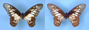 Paratyp afrického otakárka Graphium abri ze Středoafrické republiky, který je pojmenovaný podle Aftrican Butterfly Research Institute (ABRI). Vpravo je pohled na spodní stranu motýla. Tento exemplář je dnes uložen v Natural History Museum v Londýně, které snímky také poskytlo.