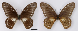 Jeden z typových exemplářů otakárka Graphium aurivilliusi popsaný z „Konga“ v r. 1896. Typová série zahrnovala pouze samce, vpravo je pohled na spodní stranu motýla. Měřítko odpovídá 1 cm. Fotografie ze sbírek Koninklijk Museum voor Midden-Afrika v Tervuren.