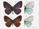 Japonský modrásek Celastrina ogasawaraensis z ostrovů Ogasawara – ostrov Hahadžima, 15. až 20. října 1992.  Nahoře samec, dole samice, vpravo pohled na spodní polovinu těla motýla. Měřítko odpovídá 1 cm. Foto S. Schröder,  z vlastní sbírky