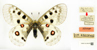 Typový materiál P. apollo breitfussi z ukrajinského Krymu – alotyp, samice.  Ze sbírek Naturalis Biodiversity Center, Leiden, které také snímky poskytlo.
