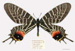 Bhutanitis lidderdalii ocellatomaculata, samec z Doi Čiang Dao v Thajsku, 14. září 1983, kde taxon vyhynul  zřejmě v 80. letech. Snímek poskytnut ze soukromého archivu čtenářem Živy 