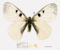 Neobvyklá forma P. apollo – P. apollo f. lydiae, samec. Sbírky Moravského zemského  muzea. Foto L. Kubíčková