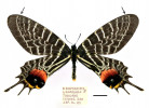 Dodatečný bílý proužek v submarginální oblasti předního křídla, který odlišuje poddruh Bhutanitis lidderdalii ocellatomaculata popsaný ze severního Thajska. Snímek poskytnut ze soukromého archivu čtenářem Živy 