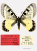 Pravděpodobně vyhynulý poddruh Archon apollinus nikodemusi, samec z Ambarli/Çekmece v evropské části Istanbulu (23. března až 8. dubna 1973). Tento poddruh dobře odlišitelný  podle kresby zadního křídla byl znám jen z typové lokality. Snímek poskytnut ze soukromého archivu čtenářem Živy 