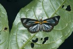 Cabirus procas (soumračníkovití – Hesperiidae). Motýl věrně imituje  pestrobarvce. Snímky: G. O. Krizek