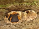 Bolinka zahalená (Camarops petersii), Ranšpurk. Foto J. Běťák