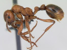 Mravenec horský (Manica rubida) může jako náhradní stanoviště využívat obnažené plochy výsypek. Foto A. Nobile,  www.AntWeb.org, v souladu s podmínkami použití