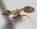 Mravenec temnohlavý (Temnothorax nigriceps) žije ve xerotermních skalnatých biotopech. Foto A. Nobile,  www.AntWeb.org, v souladu s podmínkami použití