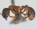 Mravenec Schenckův (Myrmica schencki) – hojný druh suchého bezlesí. Foto A. Nobile,  www.AntWeb.org, v souladu s podmínkami použití