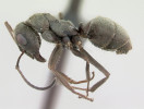 Velmi vzácný mravenec stříbřitý  (Formica cinerea) také obývá osluněné plochy bezlesí, zejména na píscích  nebo skalách. Foto A. Nobile,  www.AntWeb.org, v souladu s podmínkami použití