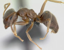 Mravenec pískomilný (Lasius psammophilus) vyžaduje osluněné písčiny nebo skály s minimálním vegetačním krytem. Foto A. Nobile,  www.AntWeb.org, v souladu s podmínkami použití