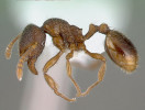 Mravenec malátný (Stenamma debile), obyvatel hrabanky v listnatých lesích. Foto www.AntWeb.org, v souladu s podmínkami použití
