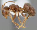 Mravenec obecný (Lasius niger) – velmi hojný druh všech typů bezlesí, s výjimkou extrémně suchých nebo extrémně vlhkých stanovišť. Foto www.AntWeb.org, v souladu s podmínkami použití