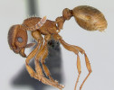 Mravenec Gallienův (Myrmica gallienii) je vzácný druh mokrých, sezonně zaplavovaných luk s nízkou vegetací. Foto www.AntWeb.org, v souladu s podmínkami použití