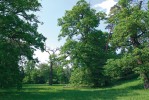 Zámecký park v Lednici se starými duby představuje významnou lokalitu mravence lužního v nivě Dyje na jižní Moravě. Foto J. Schlaghamerský