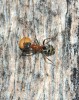 Dělnice mravence lužního nese semeno rozrazilu laločnatého (Veronica sublobata). Foto J. Schlaghamerský