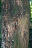 Vstupní otvor do hnízda mravence lužního v místě nevelkého „zrcadla“ 1,5 m nad zemí na kmeni mladého stromu javoru babyky (Acer campestre). Okraj lesa v oboře Soutok u Lanžhota. Foto J. Schlaghamerský