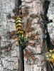 Dělnice mravence lužního ulovily vosu při výletu z hnízdního otvoru na úpatí dubu. Foto J. Schlaghamerský