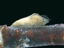 Kukla tohoto druhu muchničky přichycená na substrátu – na větvi stromu ponořené v řece. Řeka Aliakmonas. Foto T. Brúderová