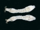 Larvy muchničky Simulium colombaschense žijí ve větších řekách,  kde filtrují tekoucí vodu. Dosahují  velikost do 6 mm. Na snímku dva jedinci z řeky Aliakmonas, Řecko. Foto T. Brúderová