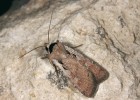 Ojedinělé nálezy osenice šedopásné (Dichagyris flammatra) z našeho území pocházejí většinou z vyšších poloh. Snímek byl pořízen v Pyrenejích. Foto Z. Laštůvka